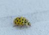 Psyllobora vigintiduopunctata